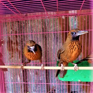 Kỹ thuật nuôi chim cút tại nhà – cho hiệu quả kinh tế cao - VB Pharma