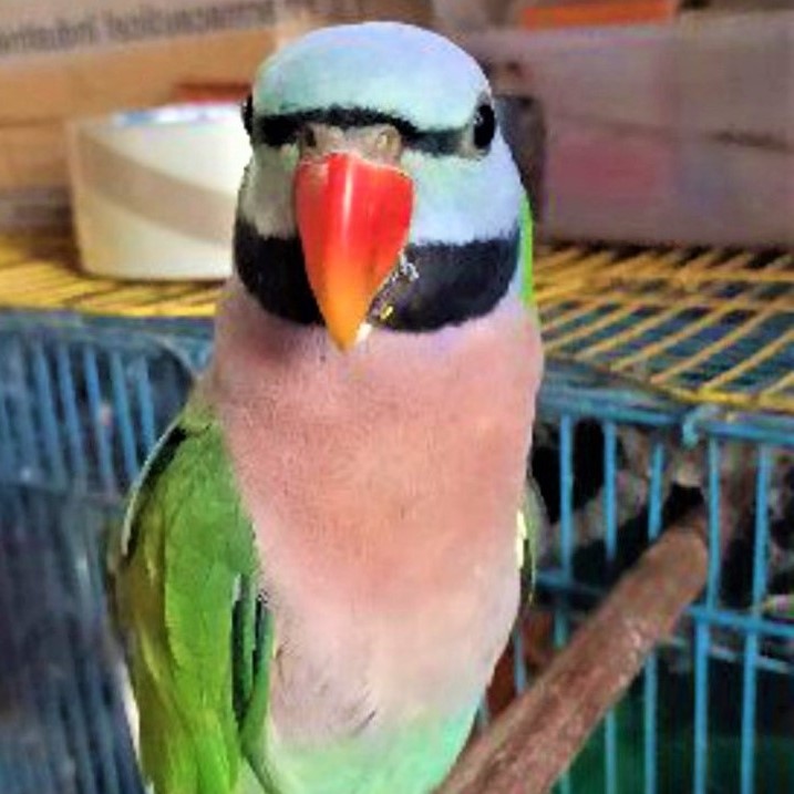 Vẹt ngực đỏ - Red-breasted Parakeet - Psittacula alexandri