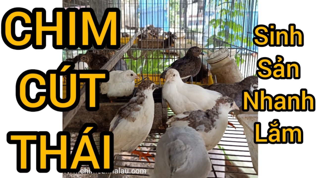 Trào lưu nuôi chim cảnh…dễ mà khó !
