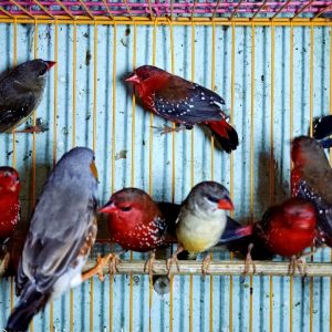 Các loại chim cảnh đẹp, dễ nuôi tại Việt Nam - META.vn