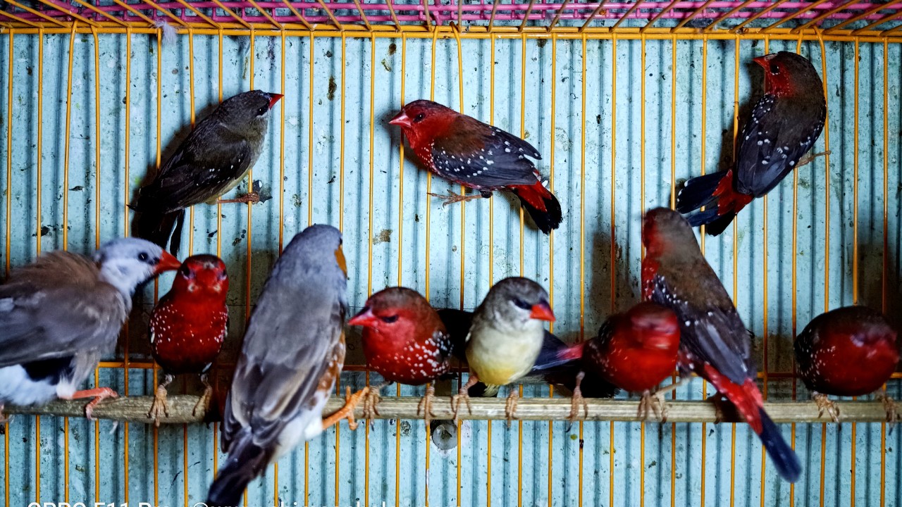 Tổng hợp hình ảnh chim Họa Mi đẹp nhất | Hình ảnh chim, Chim họa mi, Hình  ảnh